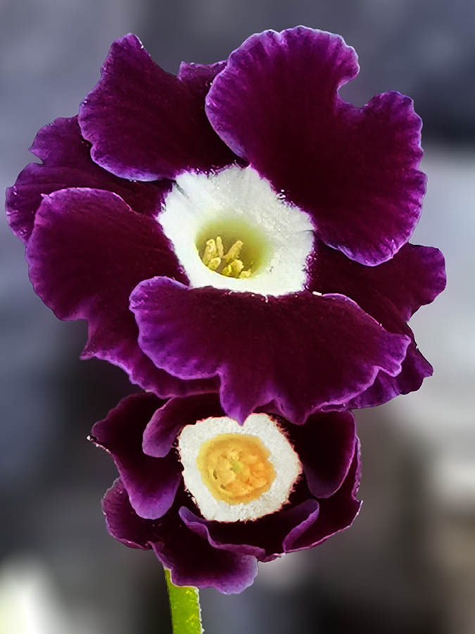 Primula x pubescens en fleurs dans un milieu naturel de sous-bois